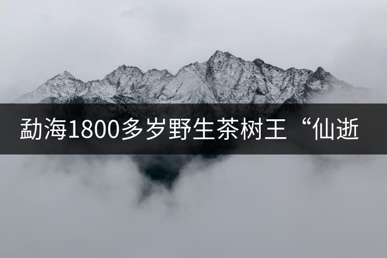 勐海1800多歲野生茶樹王“仙逝”