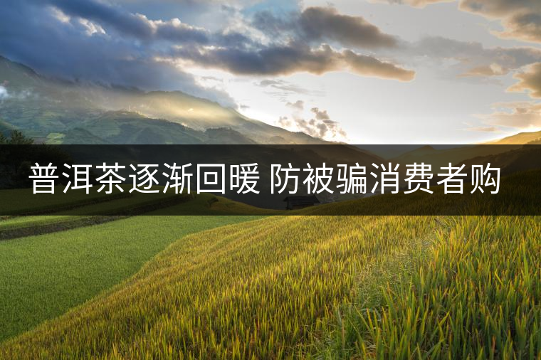 普洱茶逐漸回暖 防被騙消費者購買需認準QS標志 普洱茶逐漸回暖 防被騙消費者購買需認準QS標志