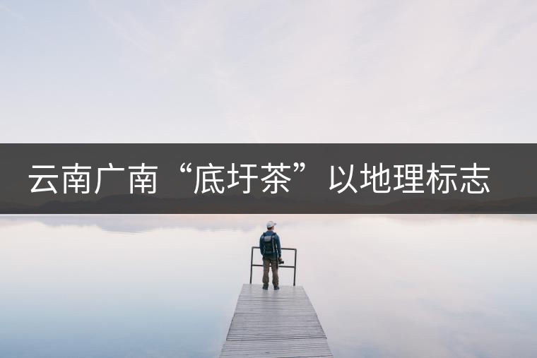 云南廣南“底圩茶”以地理標(biāo)志品牌闖市場
