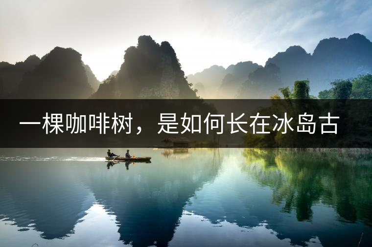 一棵咖啡樹，是如何長(zhǎng)在冰島古茶園里的