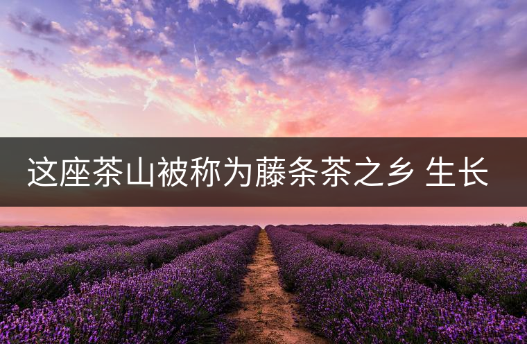 這座茶山被稱為藤條茶之鄉(xiāng) 生長(zhǎng)的茶樹堪稱天下一絕 其茶樹形態(tài)之美令人稱奇