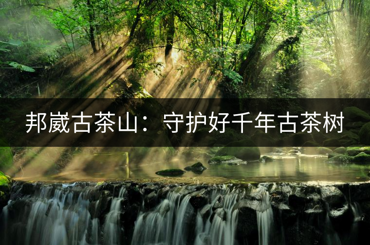 邦崴古茶山：守護(hù)好千年古茶樹