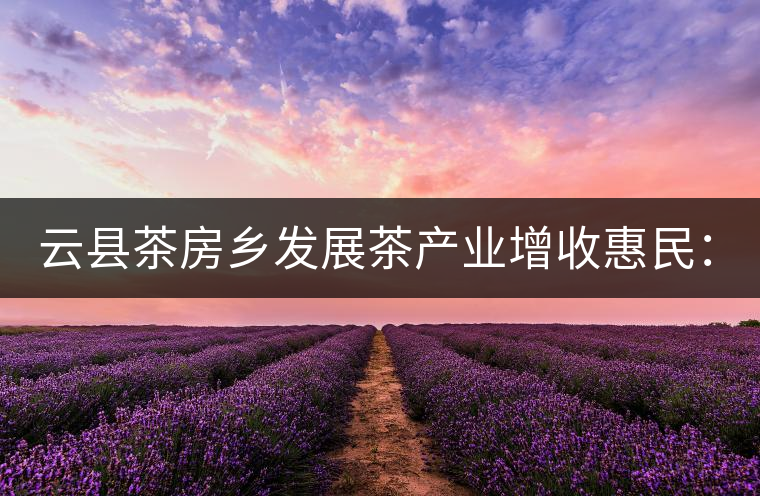 云縣茶房鄉(xiāng)發(fā)展茶產(chǎn)業(yè)增收惠民：2017春茶價(jià)格一路走高