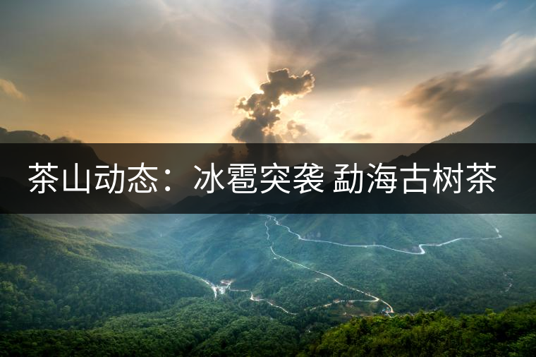 茶山動態(tài)：冰雹突襲 勐海古樹茶受損情況樂觀
