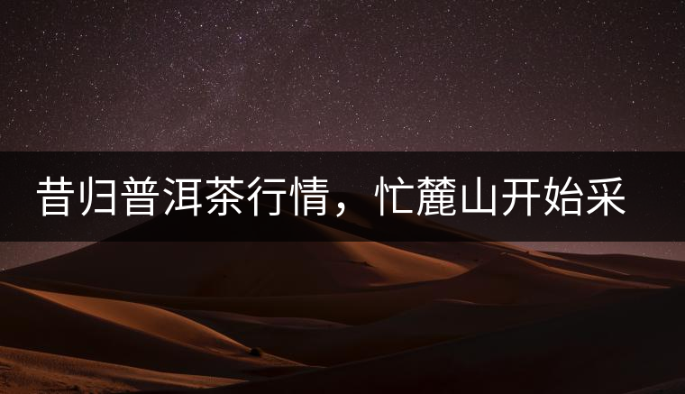 昔歸普洱茶行情，忙麓山開始采制春茶