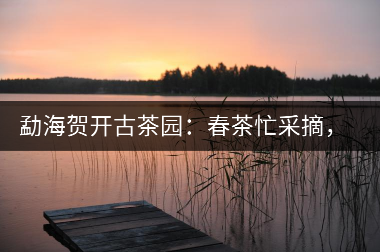 勐海賀開古茶園：春茶忙采摘，價格與往年基本持平