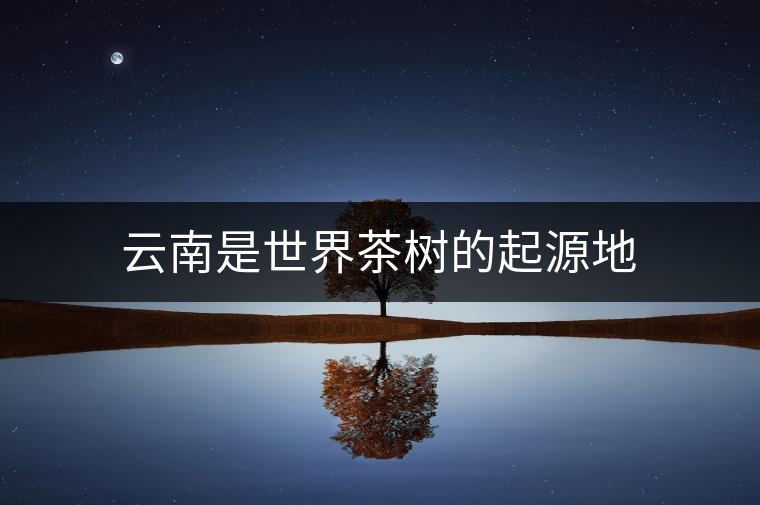 云南是世界茶樹的起源地
