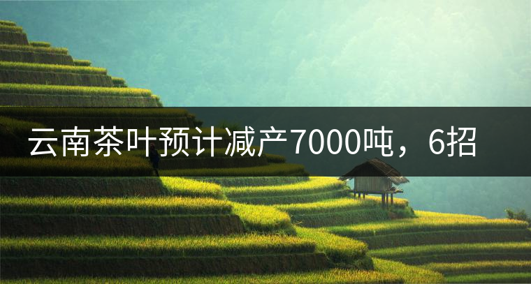 云南茶葉預(yù)計(jì)減產(chǎn)7000噸，6招助推茶業(yè)健康發(fā)展