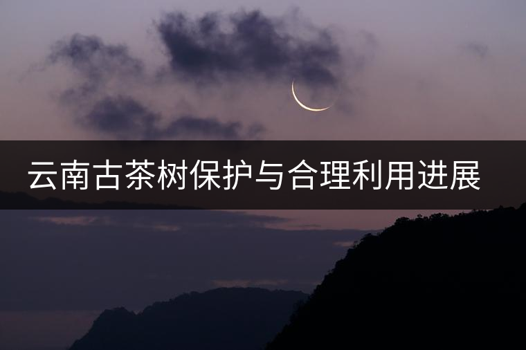 云南古茶樹保護(hù)與合理利用進(jìn)展順利