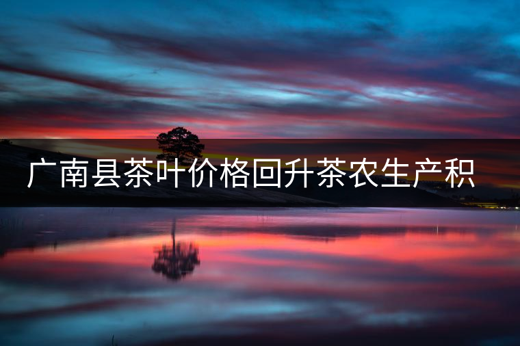 廣南縣茶葉價格回升茶農生產(chǎn)積極性提高