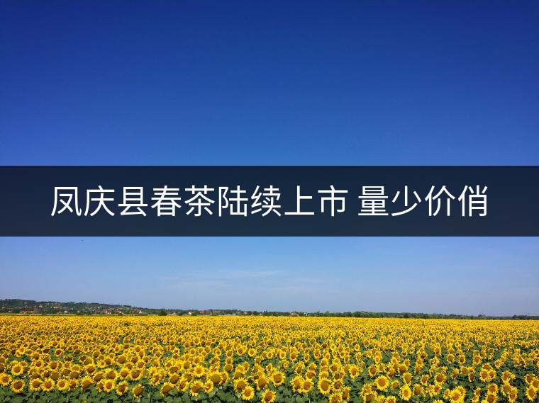 鳳慶縣春茶陸續(xù)上市 量少價俏