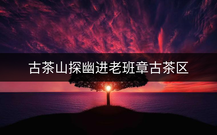 古茶山探幽進(jìn)老班章古茶區(qū) 古茶山探幽進(jìn)老班章古茶區(qū)