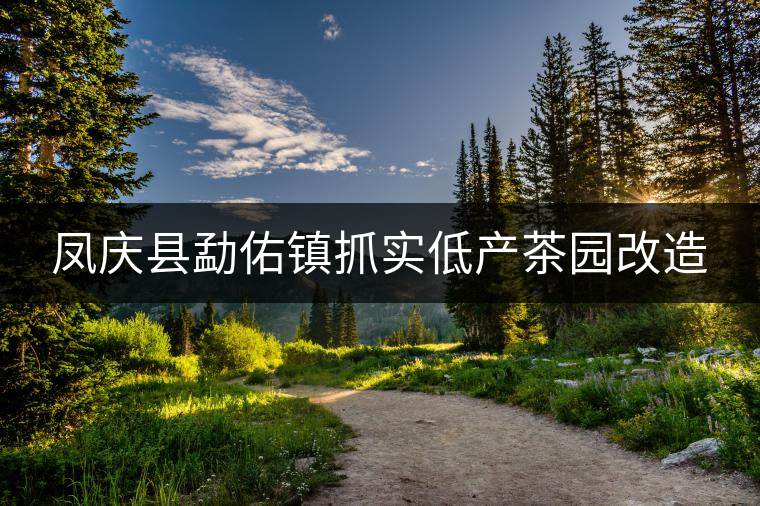 鳳慶縣勐佑鎮(zhèn)抓實低產(chǎn)茶園改造