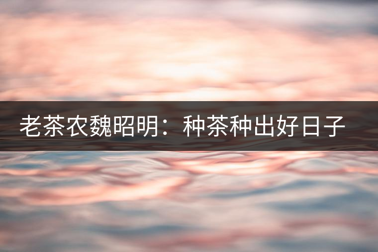老茶農(nóng)魏昭明：種茶種出好日子 望打入國際市場(chǎng)