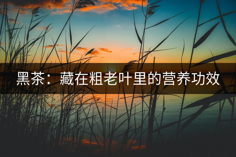 黑茶：藏在粗老葉里的營養(yǎng)功效