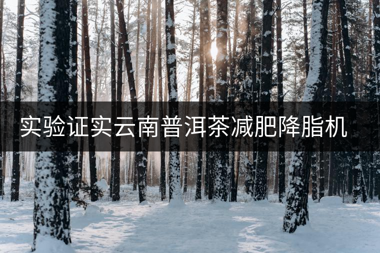 實驗證實云南普洱茶減肥降脂機制