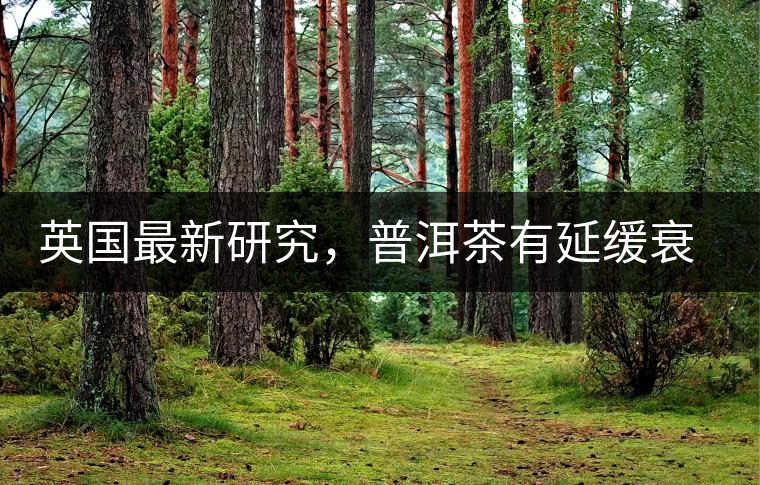 英國最新研究，普洱茶有延緩衰老作用