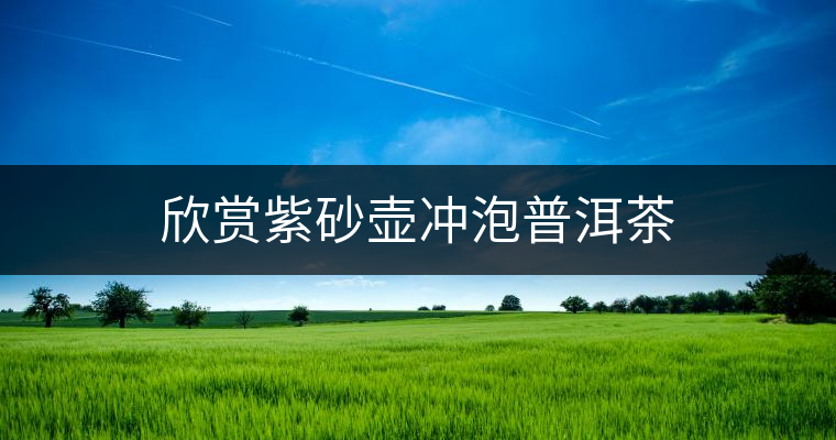 欣賞紫砂壺沖泡普洱茶
