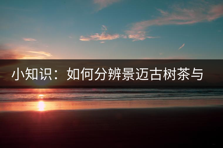 小知識：如何分辨景邁古樹茶與臺地茶？