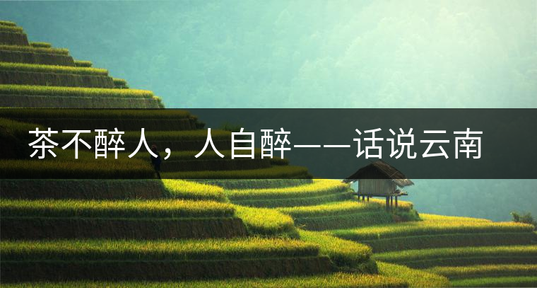茶不醉人，人自醉——話說云南冰島普洱茶