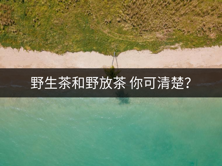 野生茶和野放茶 你可清楚？