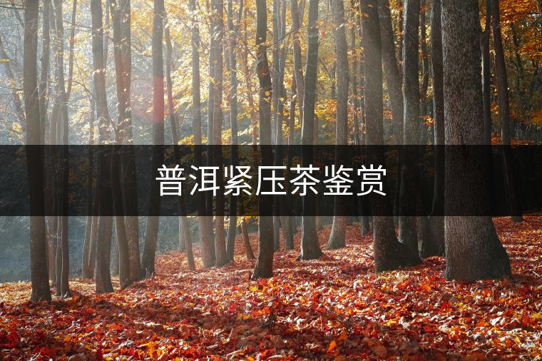 普洱緊壓茶鑒賞
