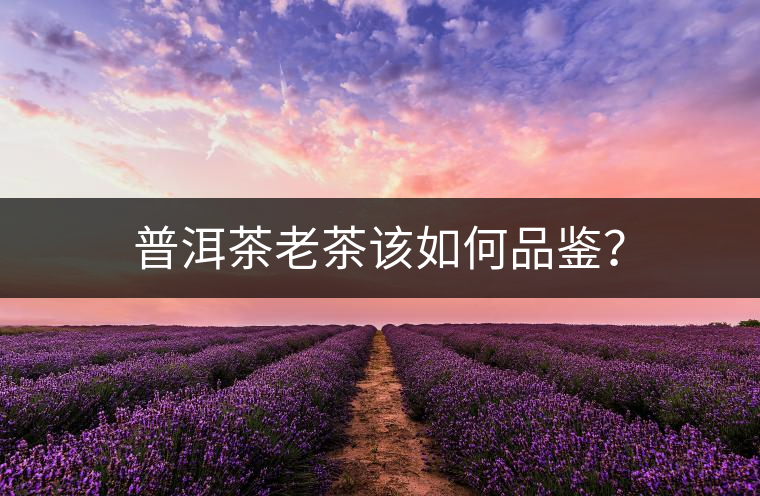 普洱茶老茶該如何品鑒？