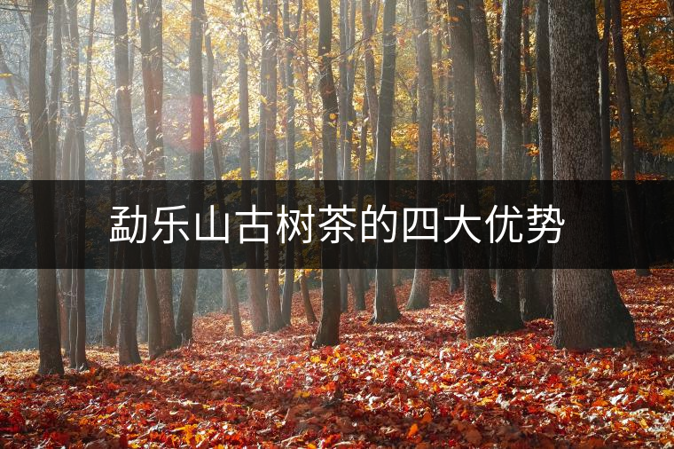 勐樂山古樹茶的四大優(yōu)勢
