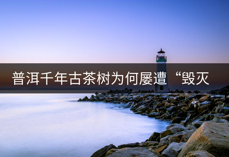 普洱千年古茶樹(shù)為何屢遭“毀滅性保護(hù)”？