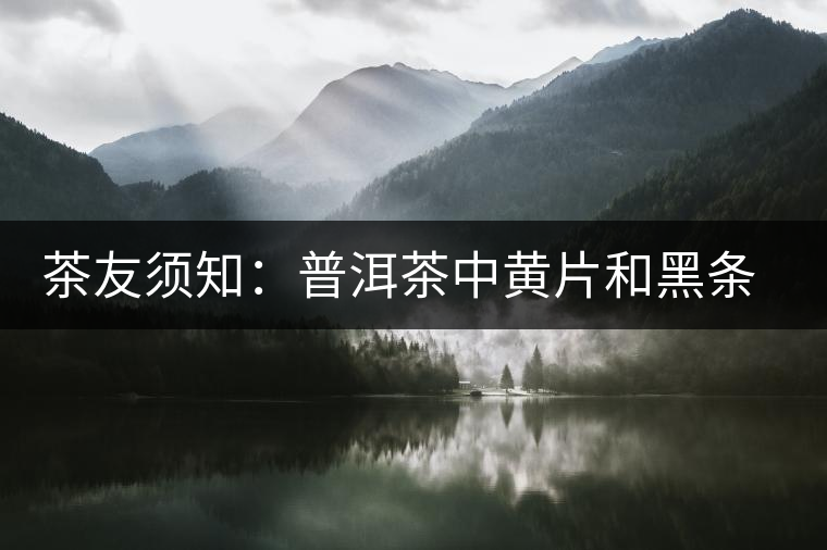 茶友須知：普洱茶中黃片和黑條的形成