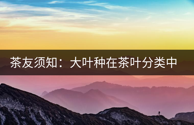茶友須知：大葉種在茶葉分類中的地位