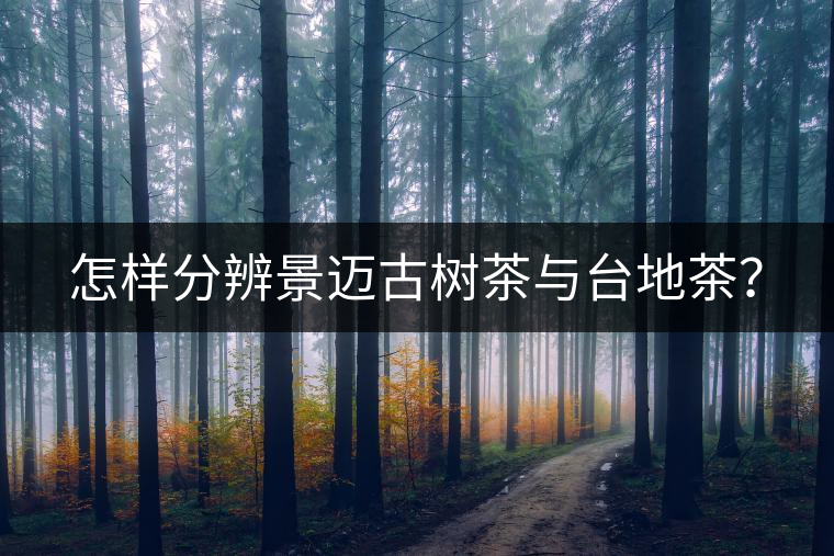 怎樣分辨景邁古樹茶與臺地茶？