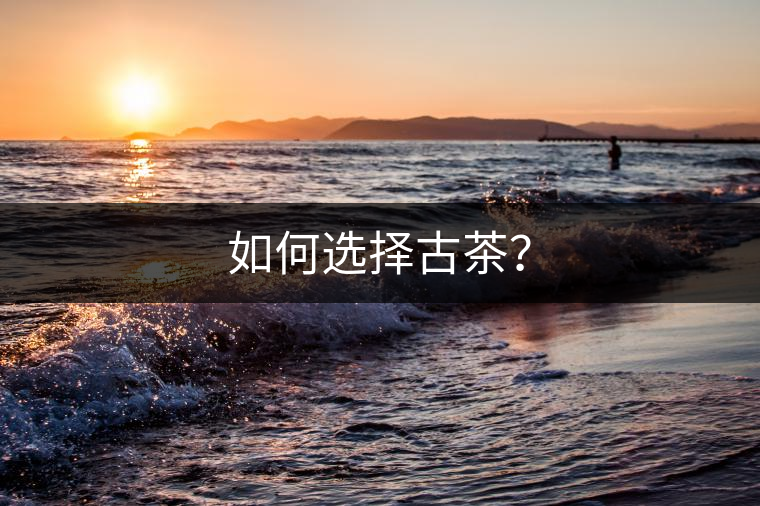 如何選擇古茶？
