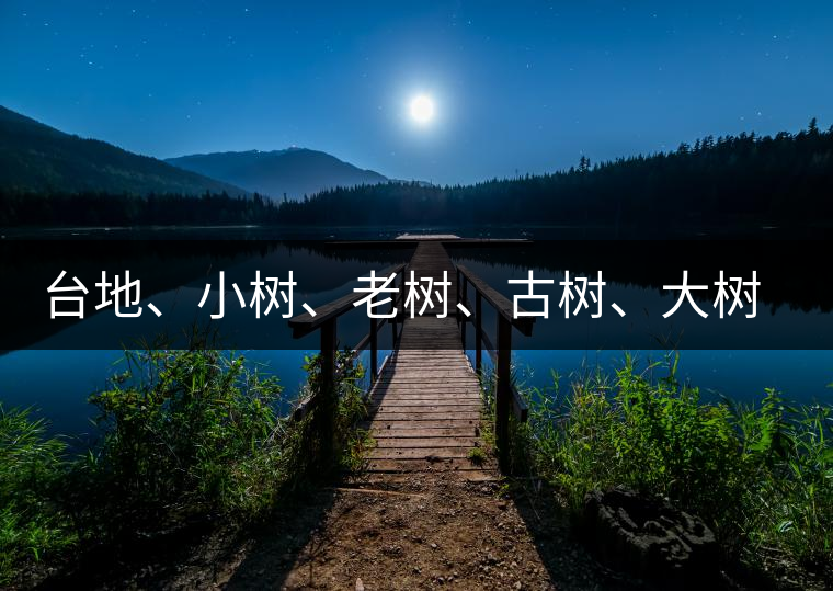 臺地、小樹、老樹、古樹、大樹、千年野生大茶樹的生化區(qū)別