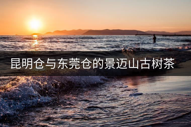 昆明倉與東莞?jìng)}的景邁山古樹茶對(duì)比沖泡