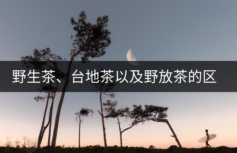 野生茶、臺地茶以及野放茶的區(qū)別