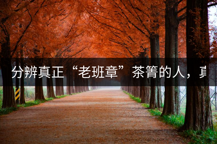 分辨真正“老班章”茶箐的人，真的不多！