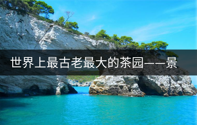 世界上最古老最大的茶園——景邁芒景茶園