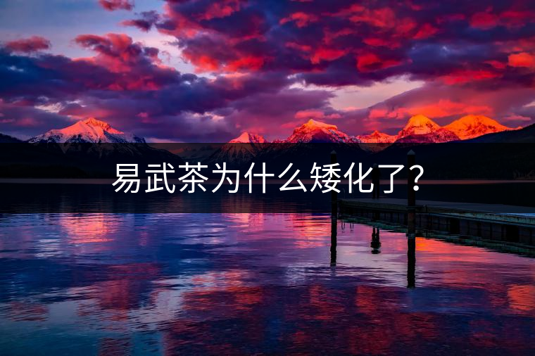 易武茶為什么矮化了？