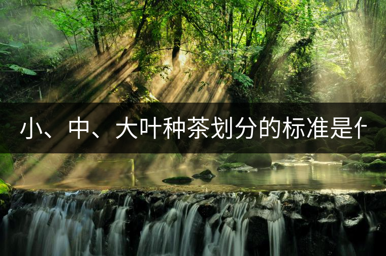 小、中、大葉種茶劃分的標準是什么？