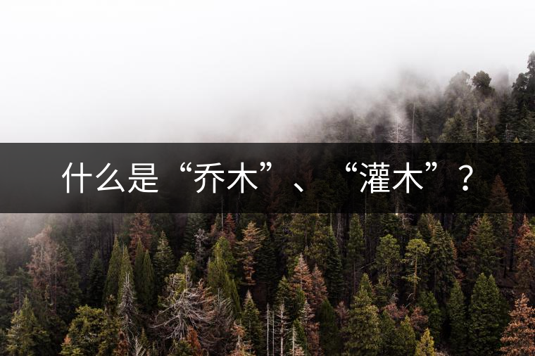 什么是“喬木”、“灌木”？