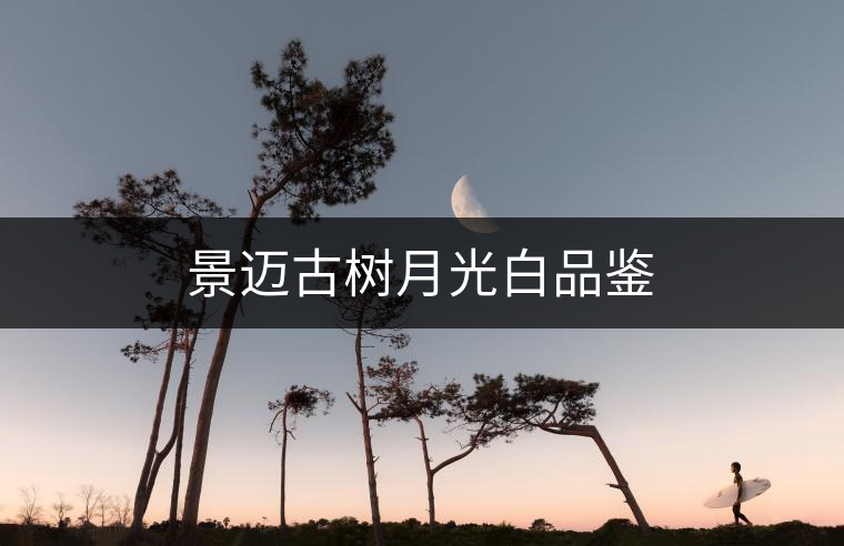 景邁古樹月光白品鑒