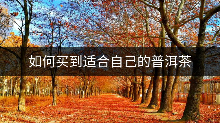 如何買到適合自己的普洱茶