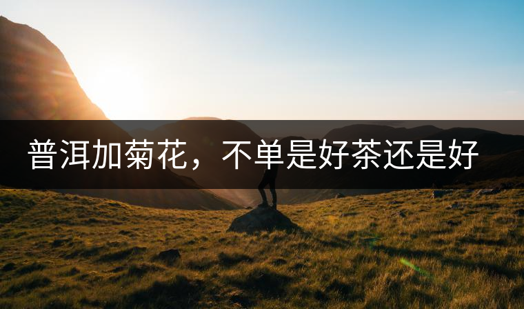 普洱加菊花,不單是好茶還是好藥 普洱加菊花,不單是好茶還是好藥