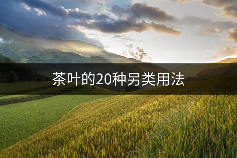 茶葉的20種另類用法
