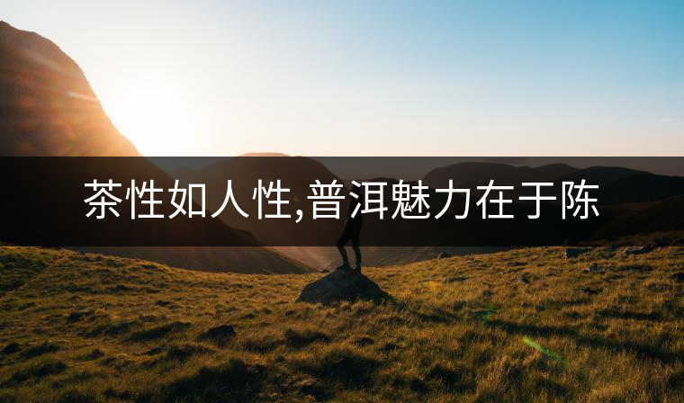 茶性如人性,普洱魅力在于陳