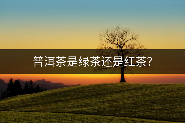 普洱茶是綠茶還是紅茶？