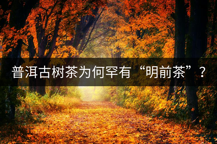 普洱古樹(shù)茶為何罕有“明前茶”？