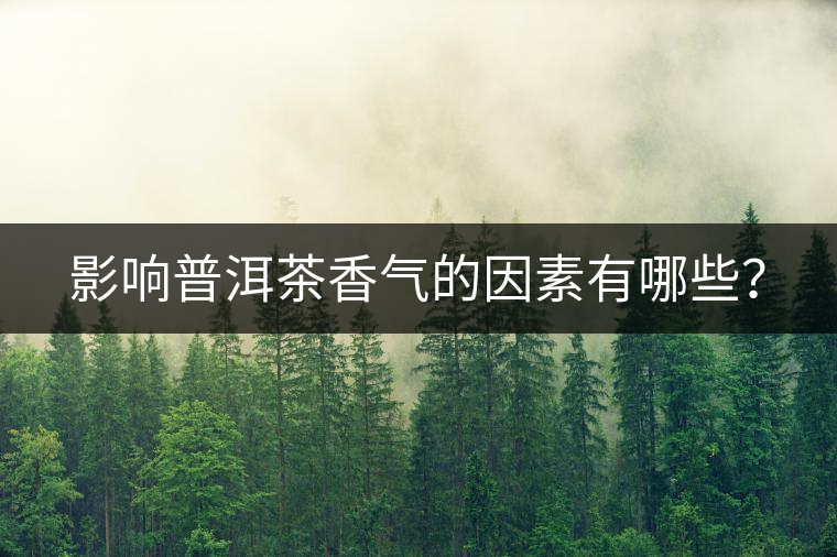 影響普洱茶香氣的因素有哪些？