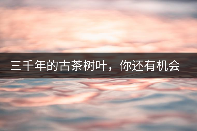 三千年的古茶樹(shù)葉，你還有機(jī)會(huì)喝到嗎？